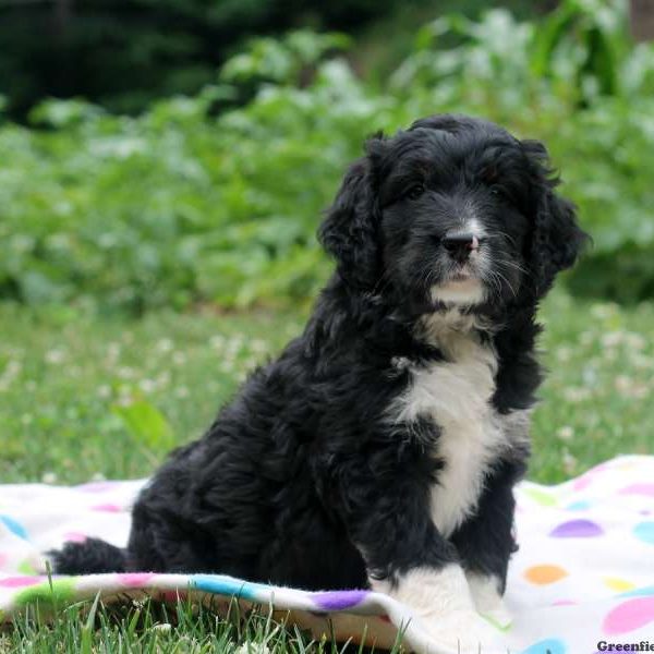 Chipper, Bernedoodle Puppy