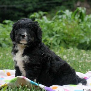 Chipper, Bernedoodle Puppy