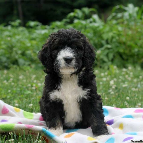 Chloe, Bernedoodle Puppy