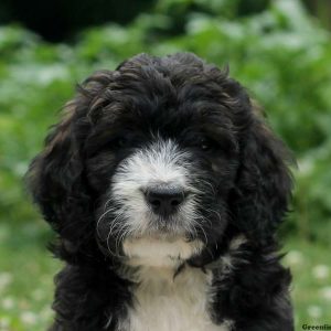 Chloe, Bernedoodle Puppy