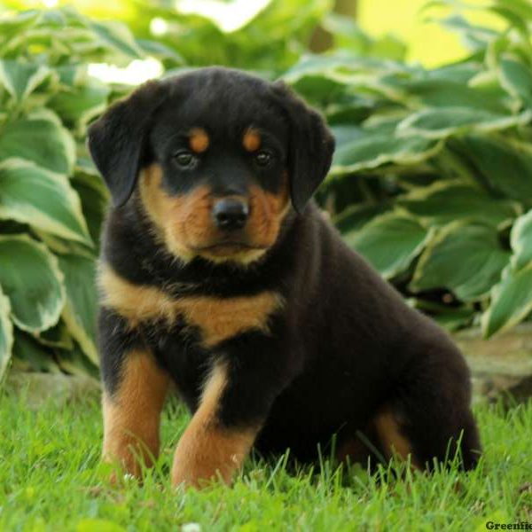 Christie, Rottweiler Puppy