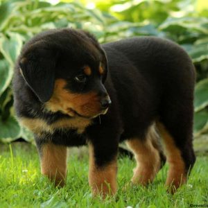 Christie, Rottweiler Puppy