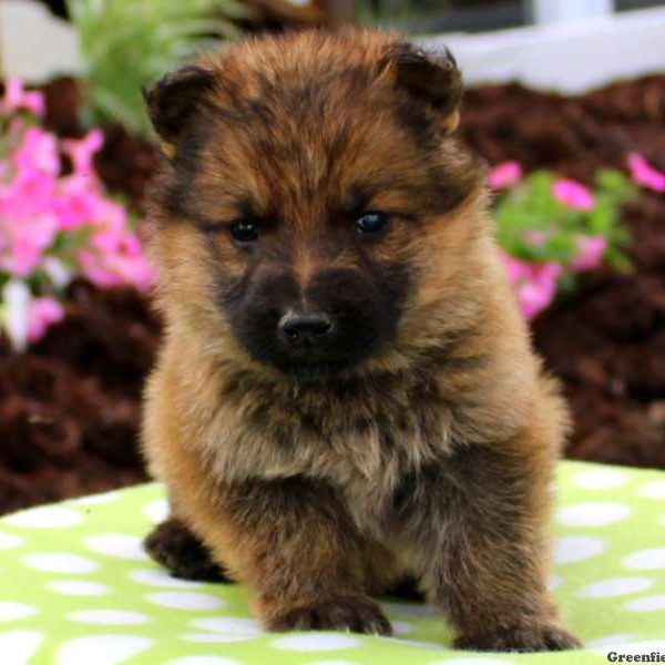 Chub, German Shepherd Puppy