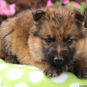 Chub, German Shepherd Puppy