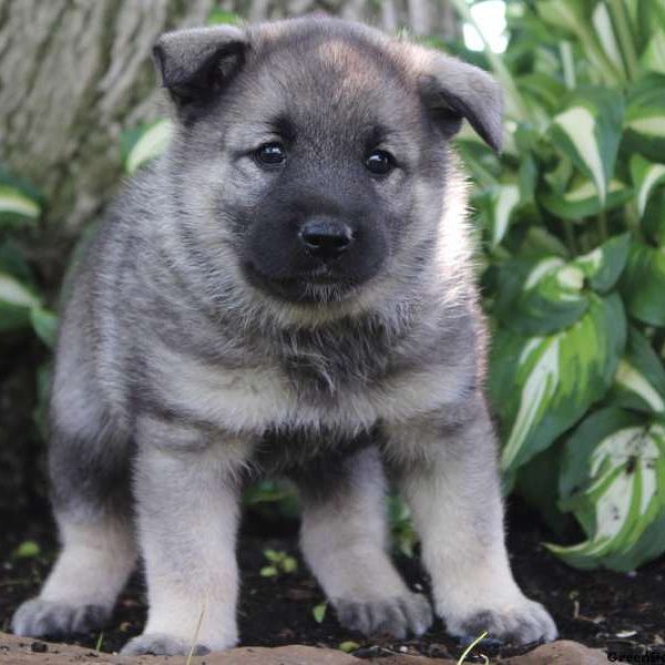 Cindy, Norwegian Elkhound Puppy