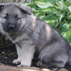 Cindy, Norwegian Elkhound Puppy