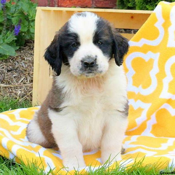 Clara, Saint Bernard Puppy