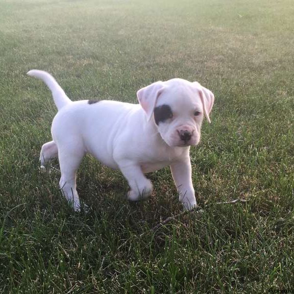 Clara, American Bulldog Puppy