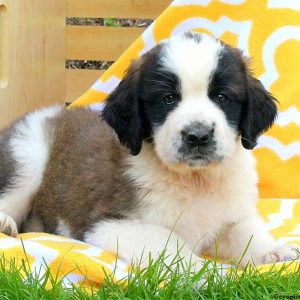 Clara, Saint Bernard Puppy