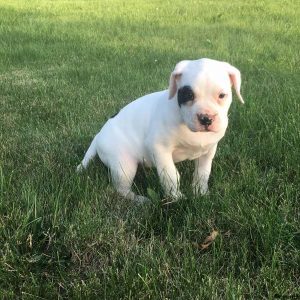 Clara, American Bulldog Puppy