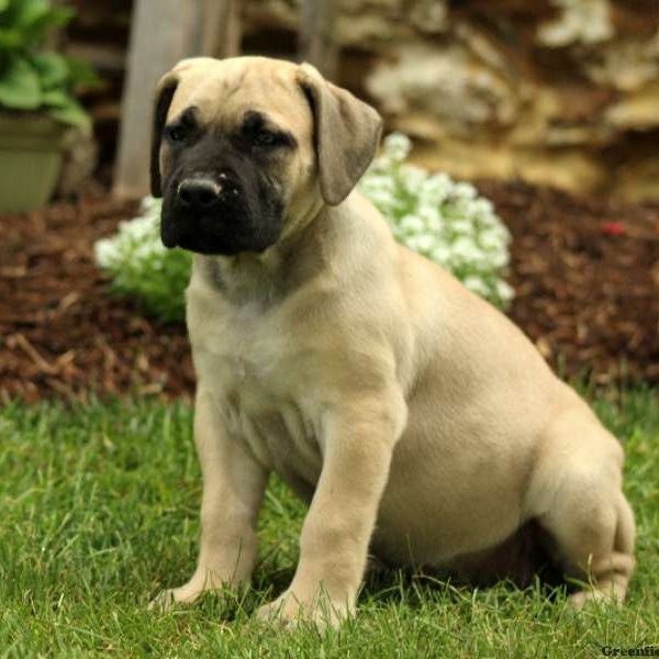 Claudia, African Boerboel Puppy