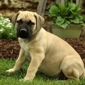 Claudia, African Boerboel Puppy