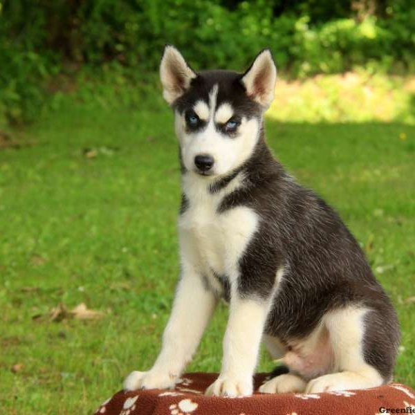 Clive, Siberian Husky Puppy