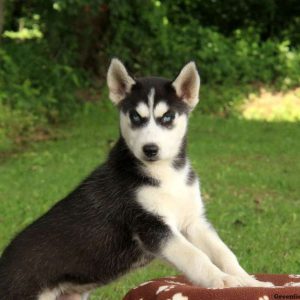 Clive, Siberian Husky Puppy