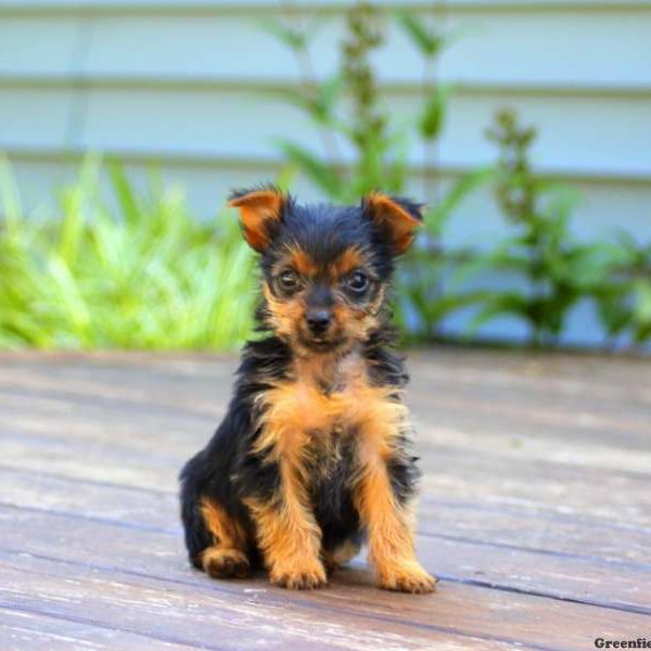 Clover, Yorkshire Terrier Puppy