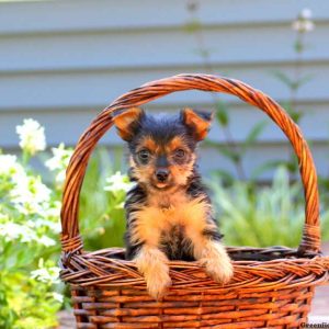 Clover, Yorkshire Terrier Puppy