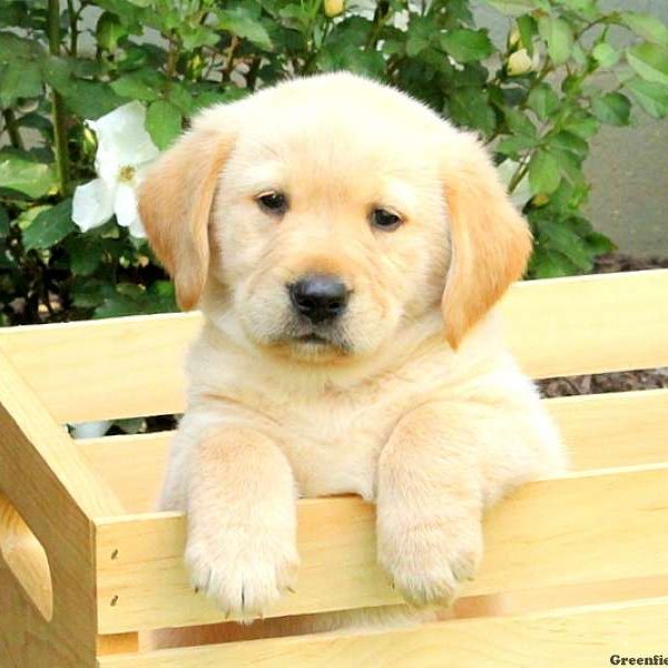 Cody, Golden Labrador Puppy