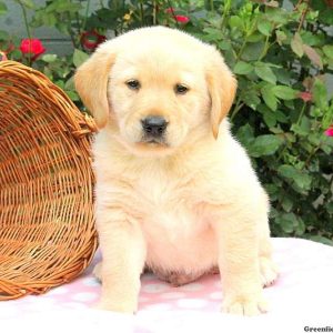 Cody, Golden Labrador Puppy