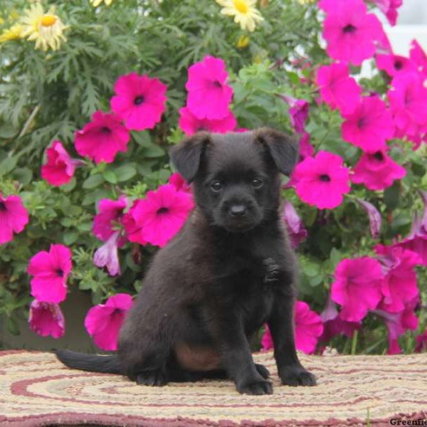 Coffee, Yorkie Mix Puppy