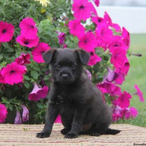 Coffee, Yorkie Mix Puppy