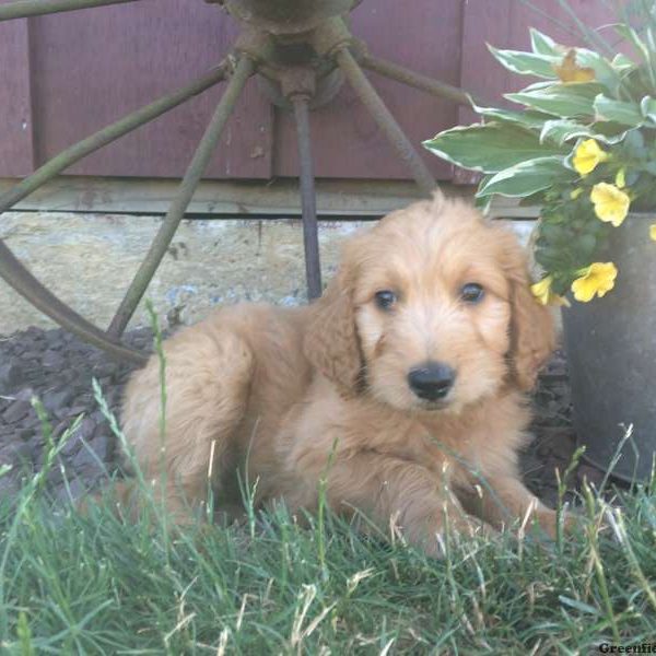 Colleen, Goldendoodle Puppy