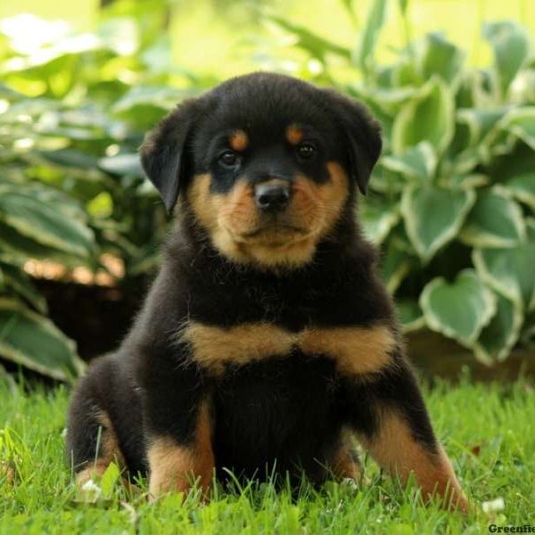 Colt, Rottweiler Puppy