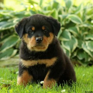 Colt, Rottweiler Puppy