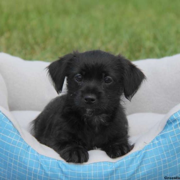 Colton, Shorkie Puppy