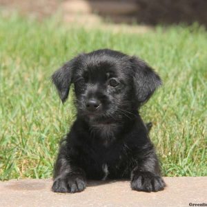 Colton, Shorkie Puppy