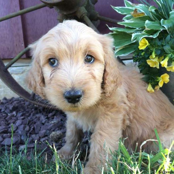 Connie, Goldendoodle Puppy