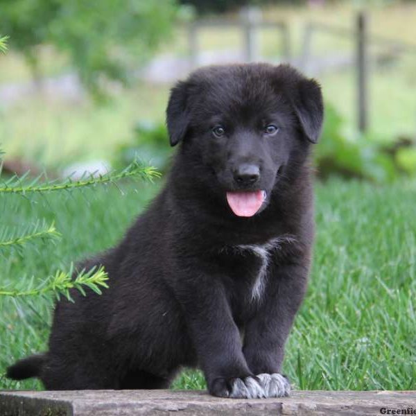 Conrad, German Shepherd Mix Puppy