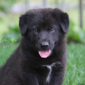 Conrad, German Shepherd Mix Puppy