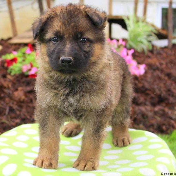 Cooper, German Shepherd Puppy