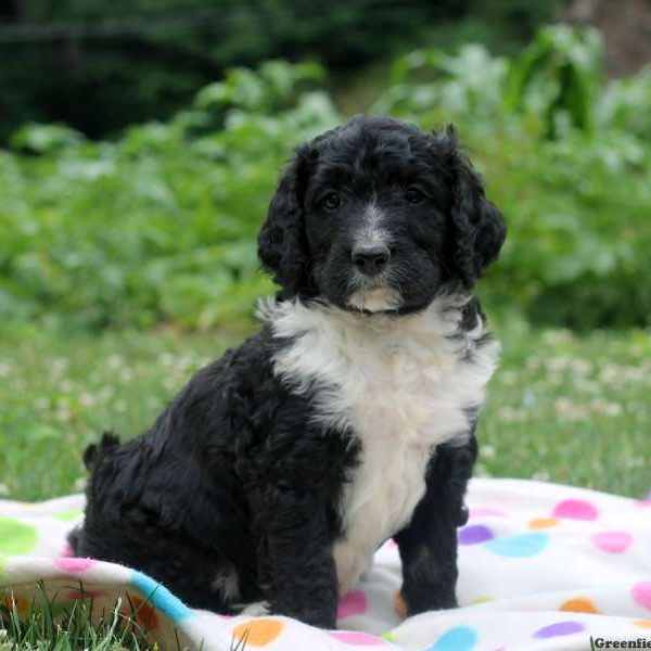 Cooper, Bernedoodle Puppy