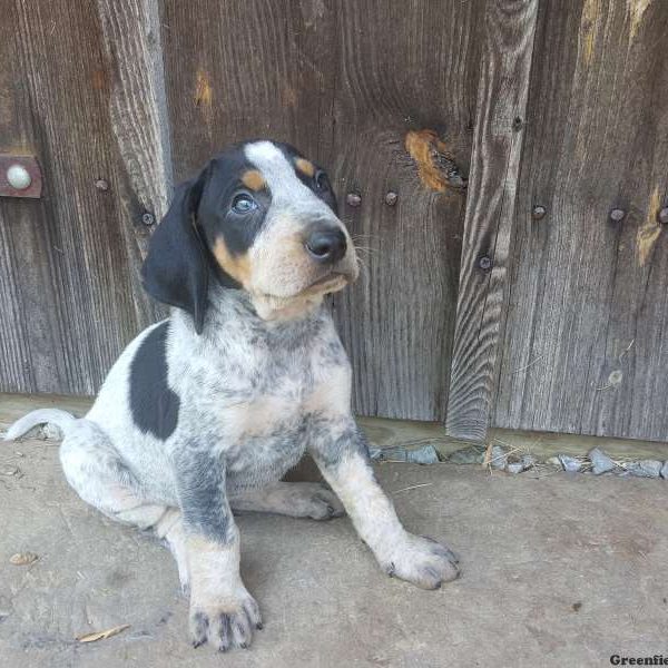 Cooper, Bluetick Coonhound Puppy