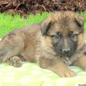 Cooper, German Shepherd Puppy