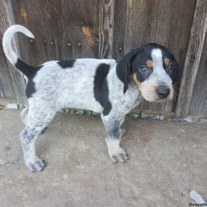 Cooper, Bluetick Coonhound Puppy