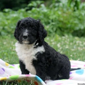 Cooper, Bernedoodle Puppy