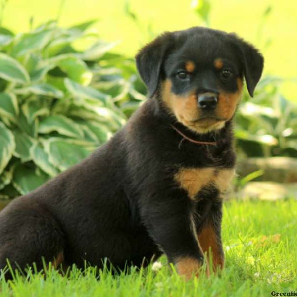 Coraline, Rottweiler Puppy