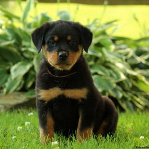 Coraline, Rottweiler Puppy