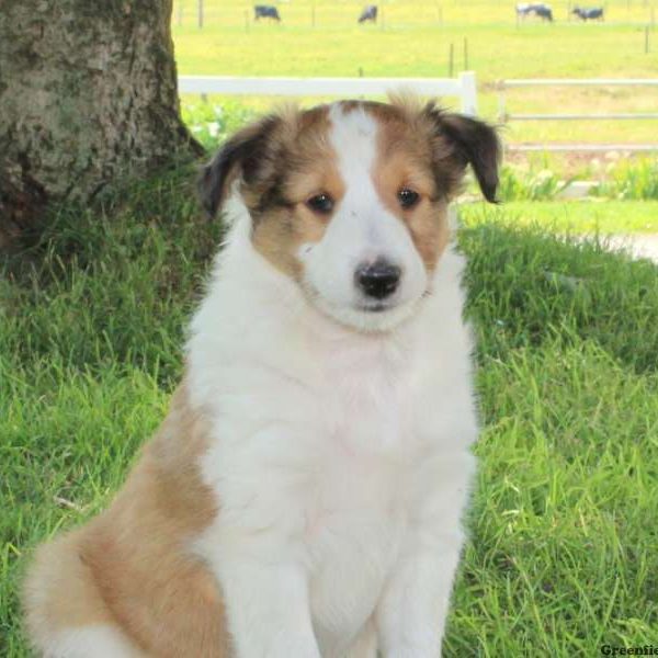 Corkey, Shetland Sheepdog Puppy