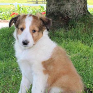 Corkey, Shetland Sheepdog Puppy