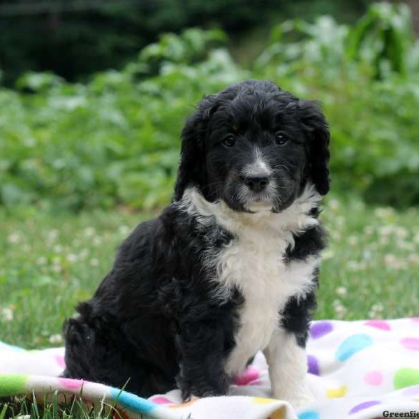 Corrina, Bernedoodle Puppy