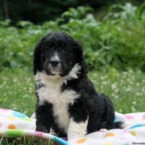 Corrina, Bernedoodle Puppy