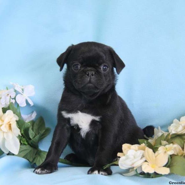 Cory, Pug Puppy