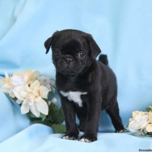 Cory, Pug Puppy