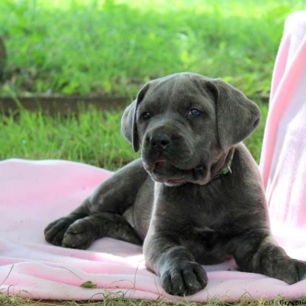 Cotton, Cane Corso Puppy