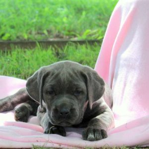 Cotton, Cane Corso Puppy