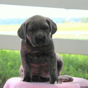 Cotton, Cane Corso Puppy