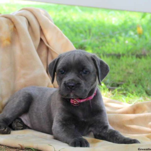 Courtney, Cane Corso Puppy